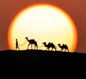 camels in sunset photography